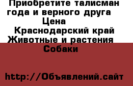 Приобретите талисман года и верного друга  › Цена ­ 1 - Краснодарский край Животные и растения » Собаки   